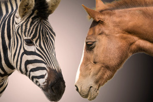 zebraVhorse