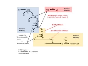 coagulation cascade