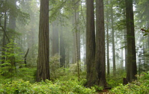 redwood forest