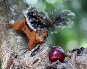 variagated squirrel