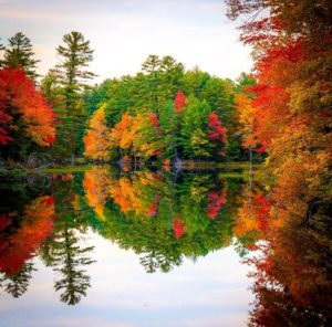 multicolored trees in an autumn setting
