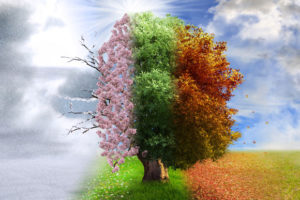 tree with all seasons