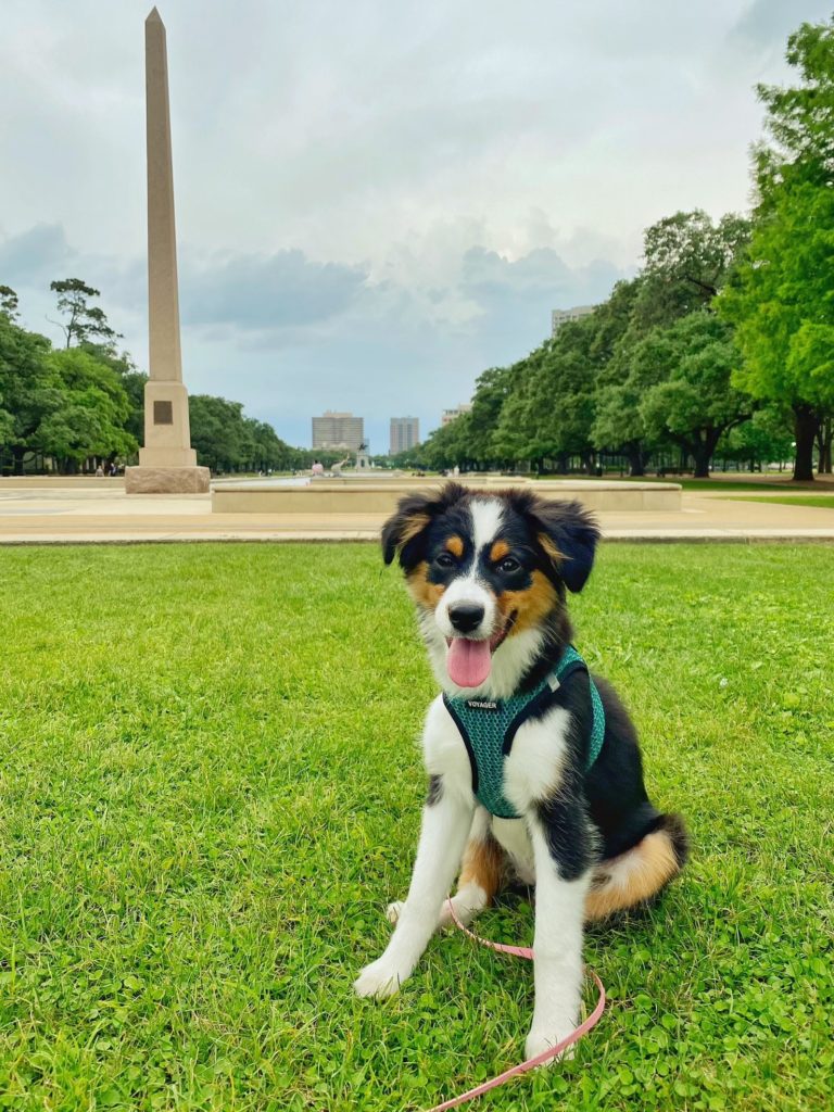 puppy in the park
