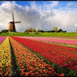 dutch spring