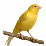 canary