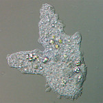 amoeba