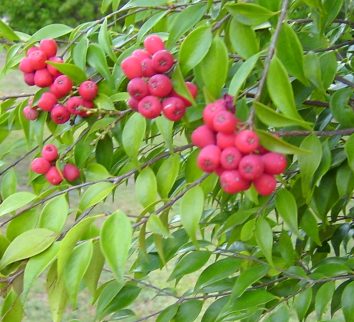 syzygium