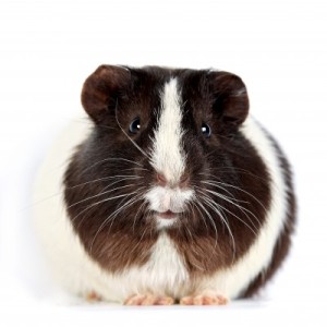 guinea pig