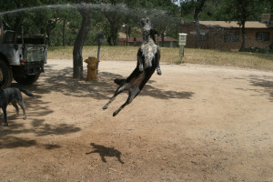 dogjump -- http://www.unprofound.com/viewpic.php?pic=dogjump.jpg&photographer=rusworks