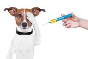 dog vaccine