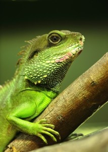 green iguana